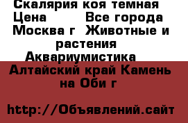 Скалярия коя темная › Цена ­ 50 - Все города, Москва г. Животные и растения » Аквариумистика   . Алтайский край,Камень-на-Оби г.